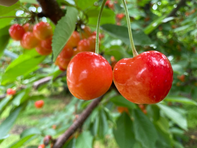 さくらんぼ狩り