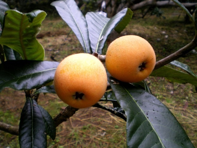 道の駅とみうら枇杷倶楽部（千葉県／南房総市）