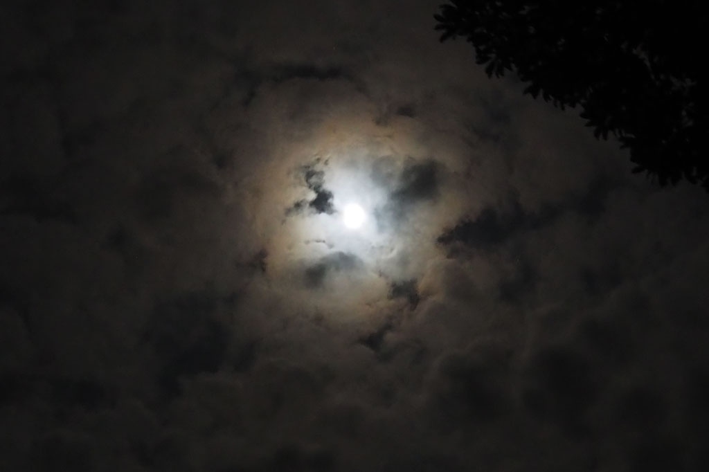 空を見上げてみよう/ロマンの森共和国(千葉県/君津市)