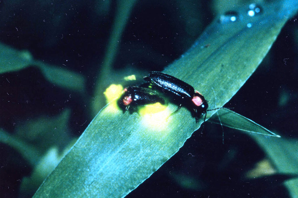ゲンジボタル/ロマンの森共和国(千葉県/君津市)