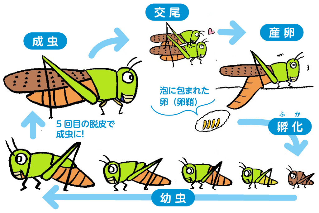 トノサマバッタの一生と寿命