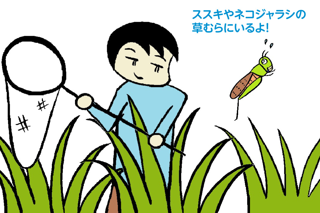 トノサマバッタの採集のコツ