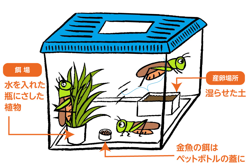 飼育方法(育て方)