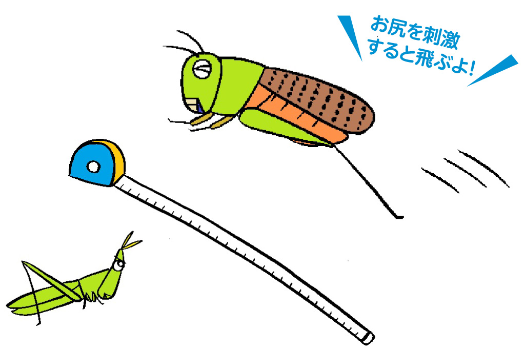 バッタの飛距離くらべ