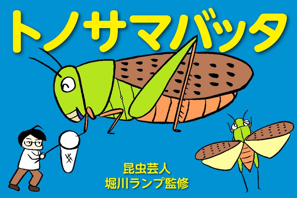 トノサマバッタの採集・育て方・餌（食べ物）は？すごいジャンプ力や色の違いも観察しよう