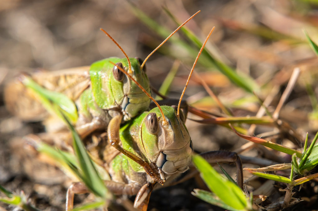 オスとメスの見分け方