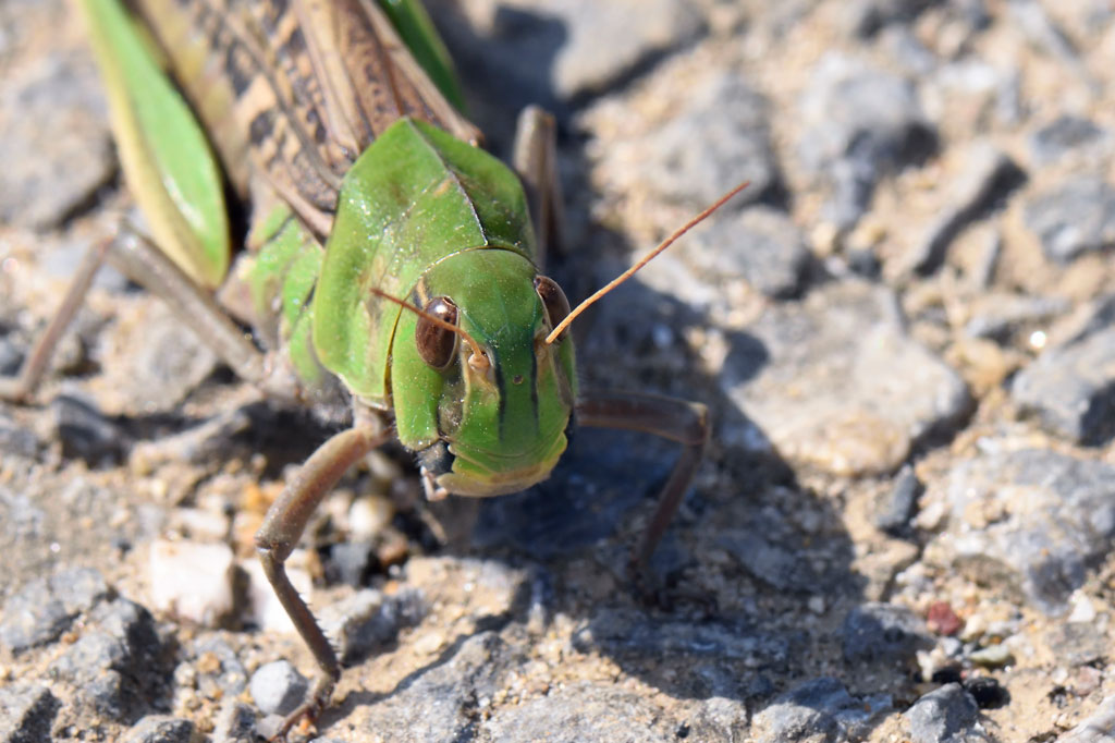 仮面ライダーのモチーフとなった顔