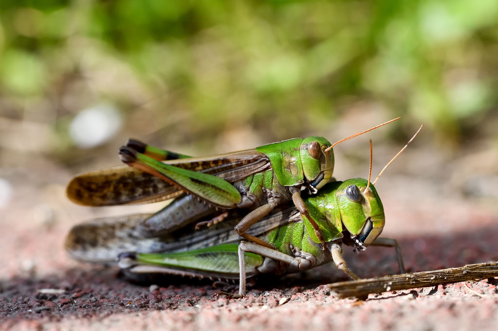 交尾のためにメスに乗るオス
