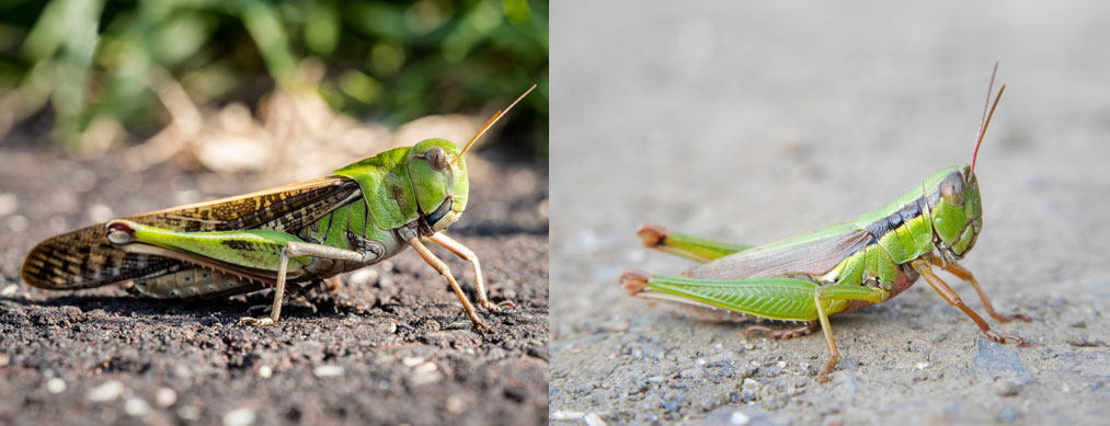 (左)トノサマバッタの側面、(右)イナゴの側面