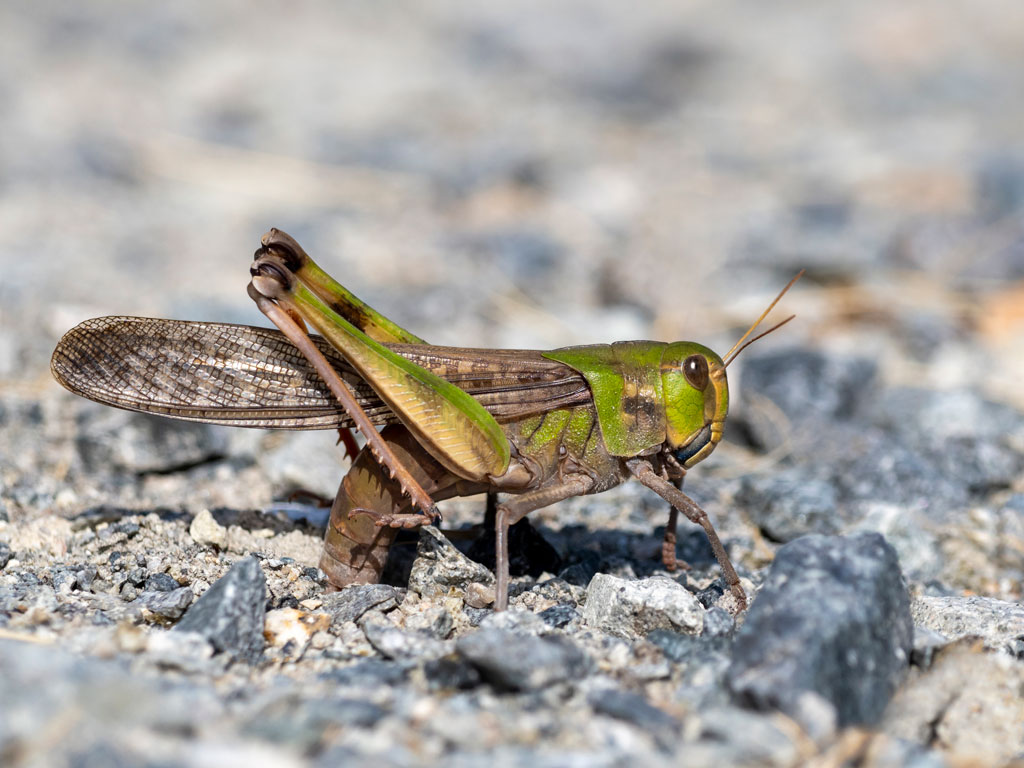 トノサマバッタのメスの産卵の様子