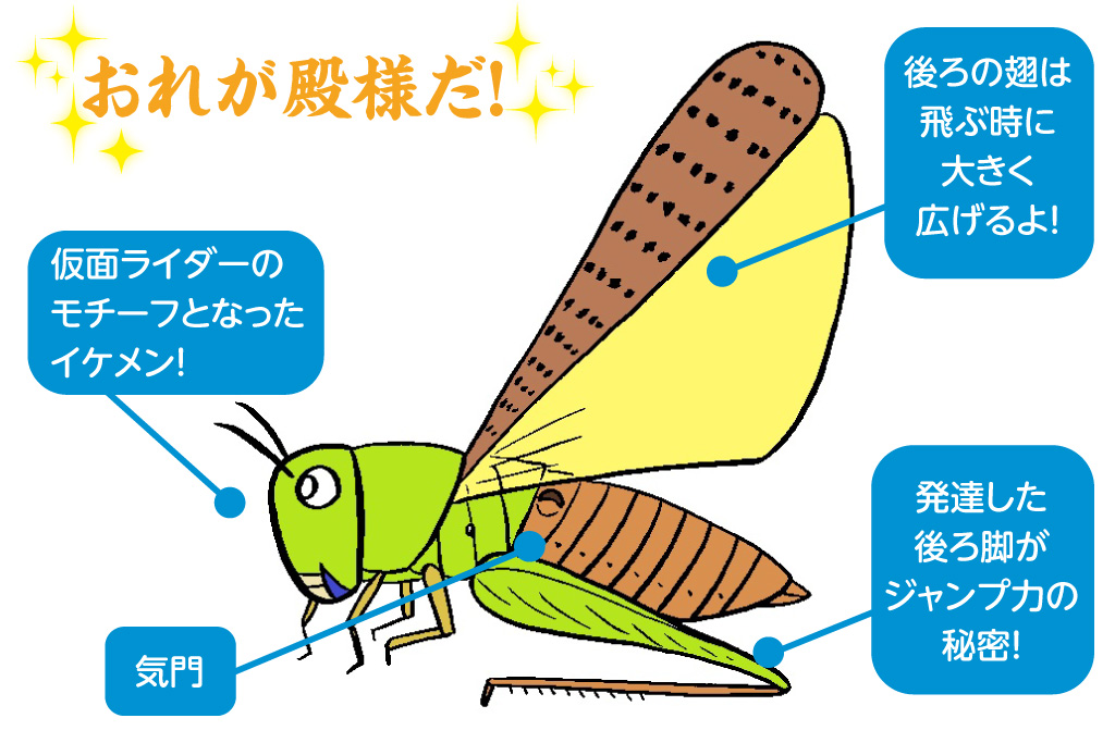 トノサマバッタの特徴