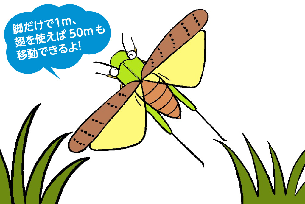 トノサマバッタはジャンプ力がすごい