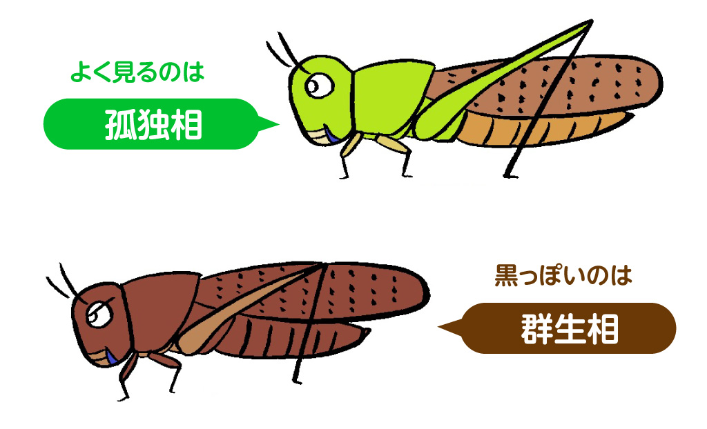 トノサマバッタは実は3色
