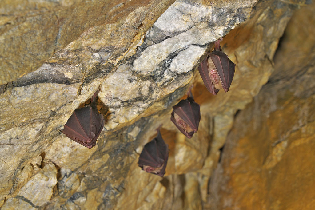 郡上鍾乳洞（岐阜県）のコウモリ