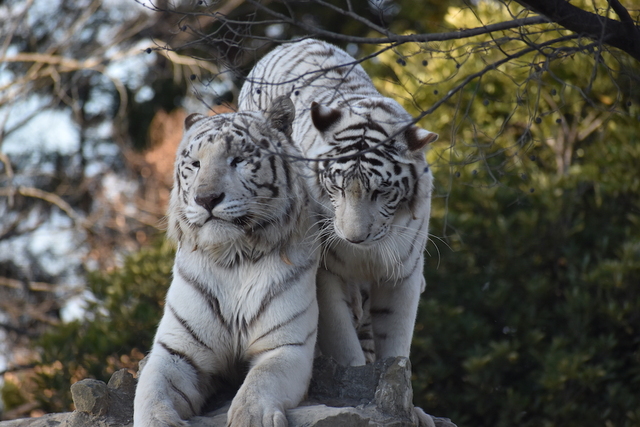 群馬サファリパーク