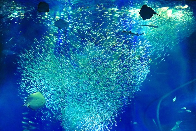 アクアワールド茨城県大洗水族館