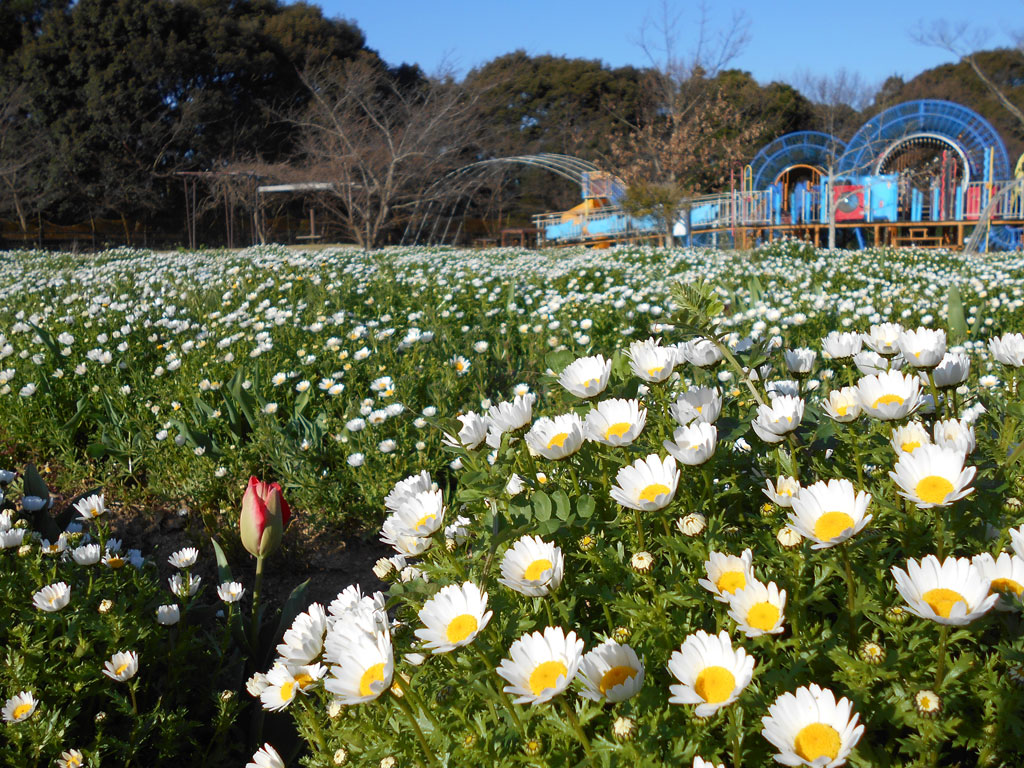ドラゴンスライダーから見える四季折々の花風景/杜の庭園リフレッシュパーク豊浦(山口県下関市)