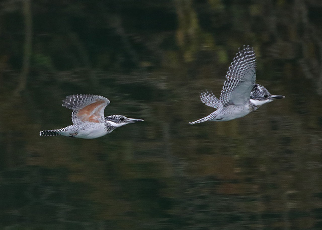 ヤマセミ/平成榛原こどものもり公園（奈良県/宇陀市）