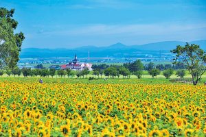 道の駅 サンフラワー北竜で町民が育てたヒマワリ畑に感動！源泉かけ流しの露天風呂あり