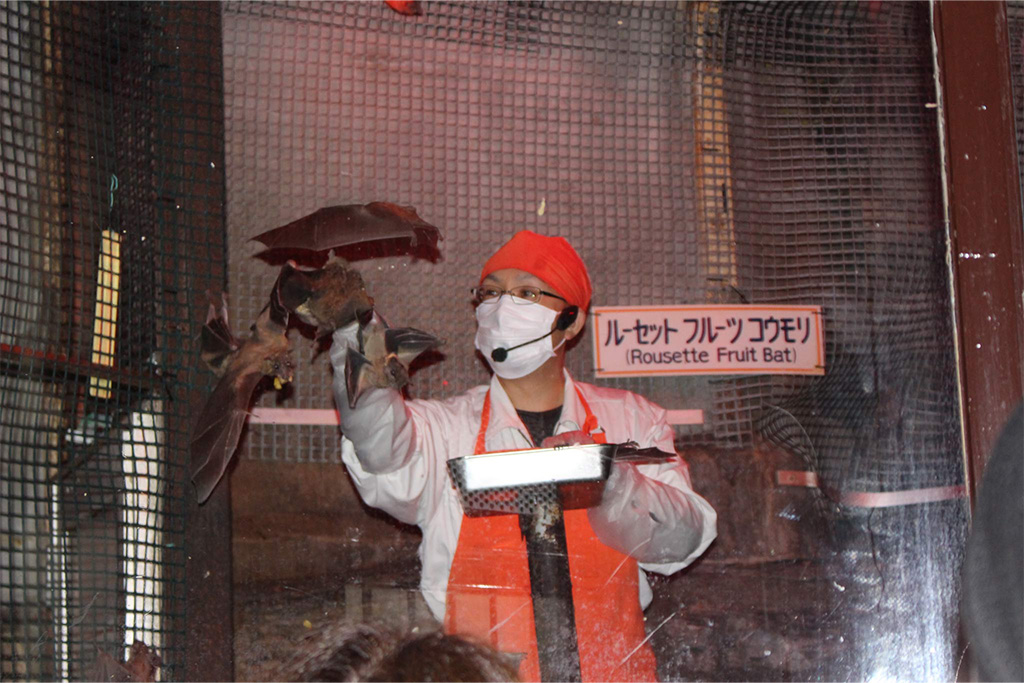 コウモリのふれあいお食事ショーもあり