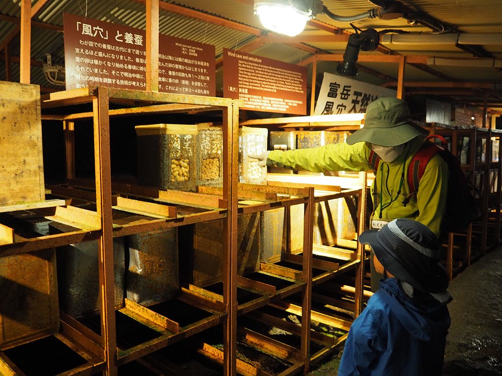 天然冷蔵庫内の蚕の繭/洞窟「富岳風穴」（山梨県/富士河口湖町）