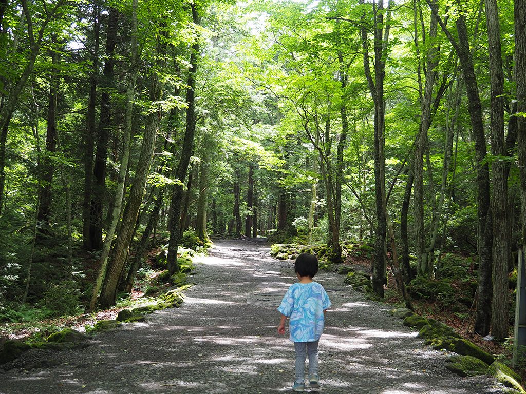 青木ヶ原樹海を散策/洞窟「富岳風穴」（山梨県/富士河口湖町）