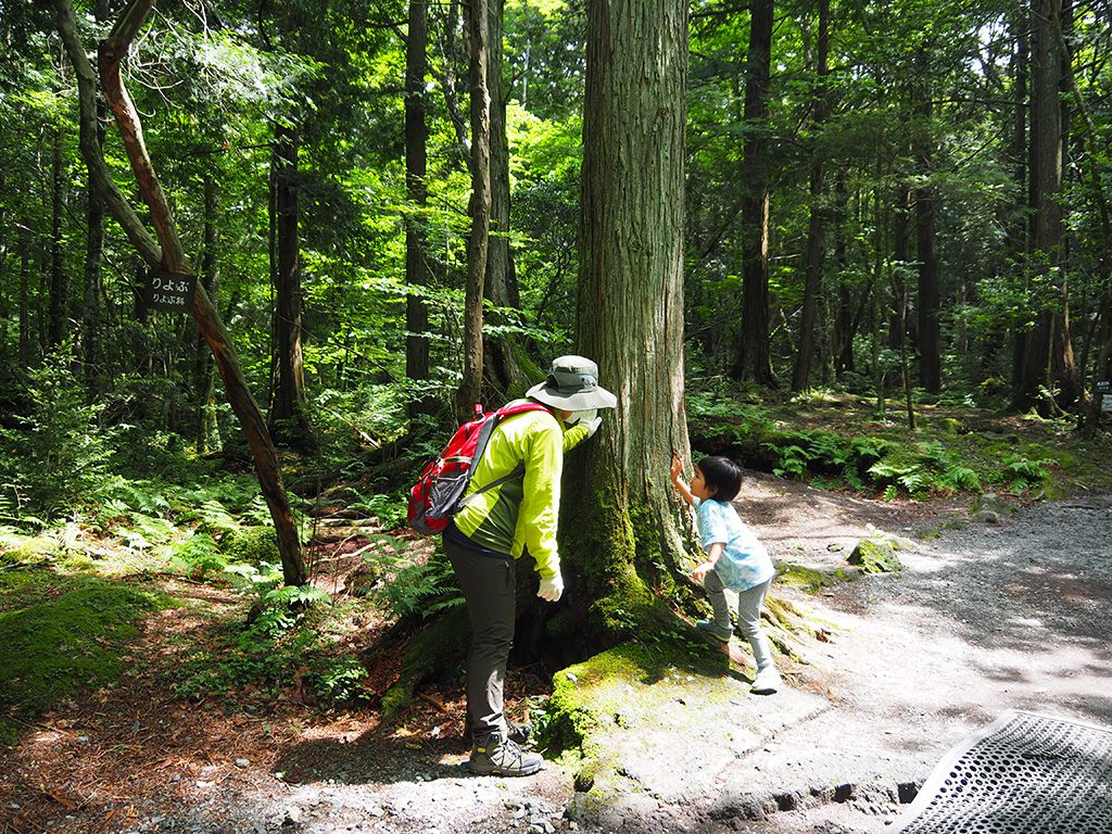 樹海の木を触る様子/洞窟「富岳風穴」（山梨県/富士河口湖町）