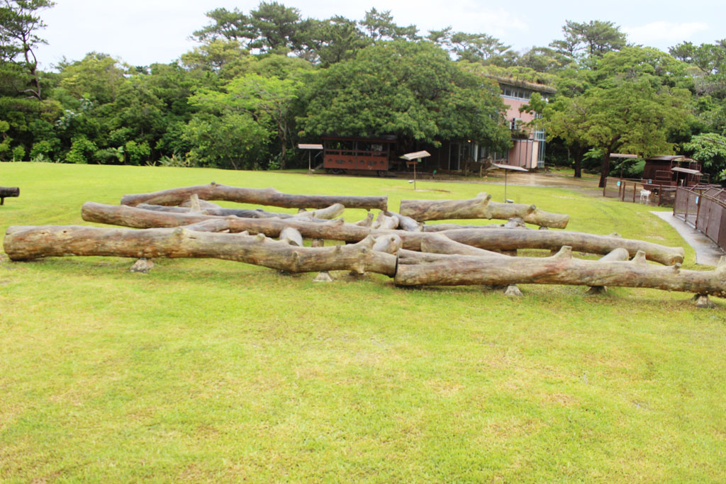 丸太の平均台/ビオスの丘(うるま市石川嘉手刈)
