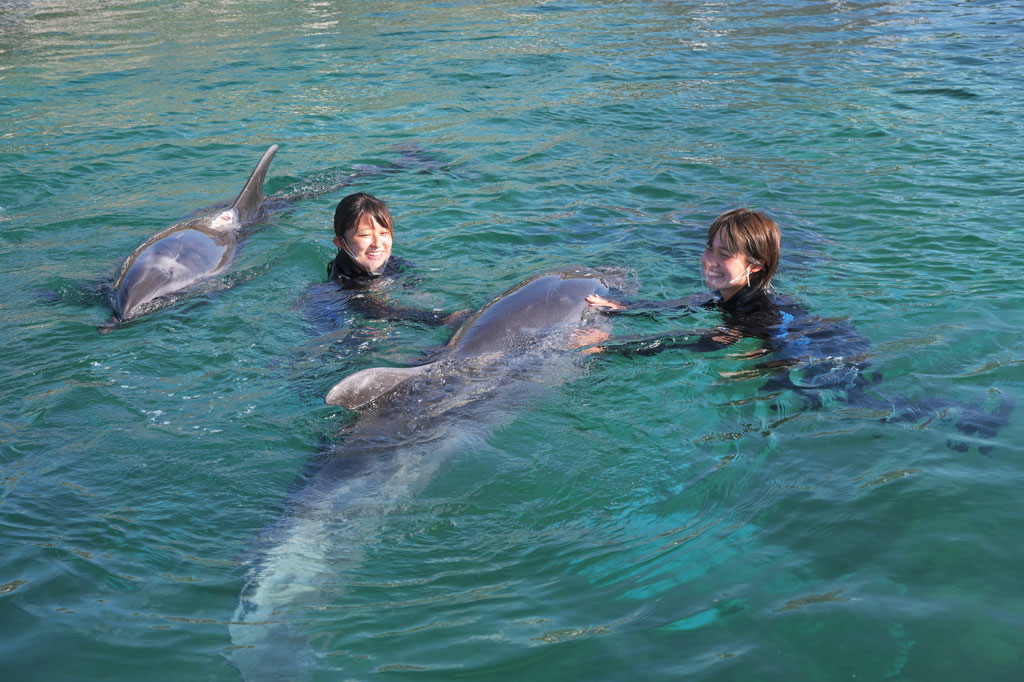 ウェットスーツを着てバンドウイルカと泳ぐことができる/横浜・八景島シーパラダイス（神奈川県／横浜市）
