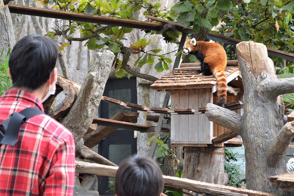 レッサーパンダ/横浜市立野毛山動物園(神奈川県)