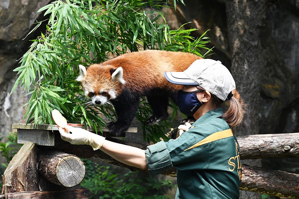 レッサーパンダの「動物たちのお食事タイム」/横浜市立野毛山動物園(神奈川県)