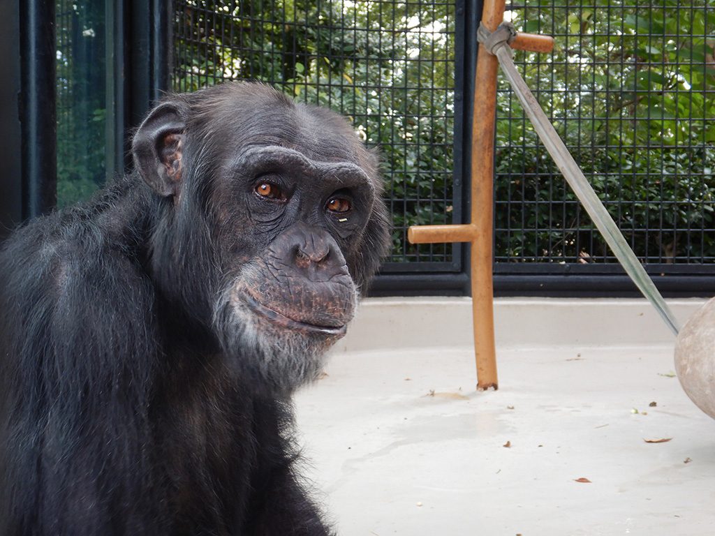 チンパンジー/横浜市立野毛山動物園(神奈川県)