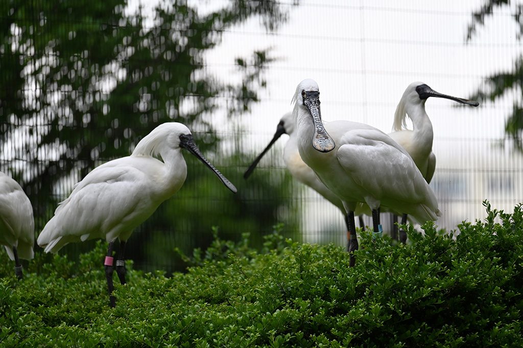 クロツラヘラサギ/横浜市立野毛山動物園(神奈川県)