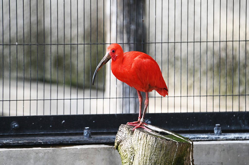 ショウジョウトキ/横浜市立野毛山動物園(神奈川県)