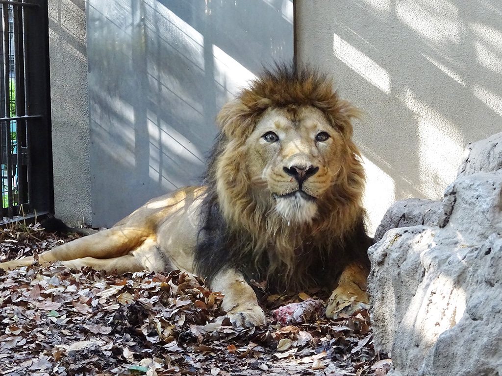 インドライオンの「ラージャー」/横浜市立野毛山動物園(神奈川県)