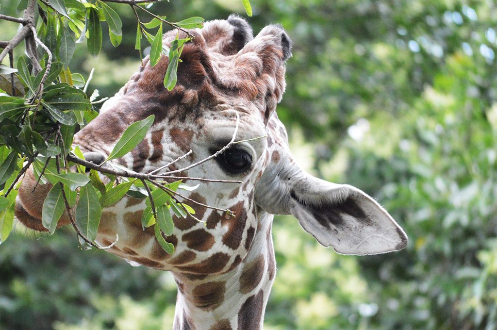 木の葉を食べるキリン/横浜市立野毛山動物園(神奈川県)