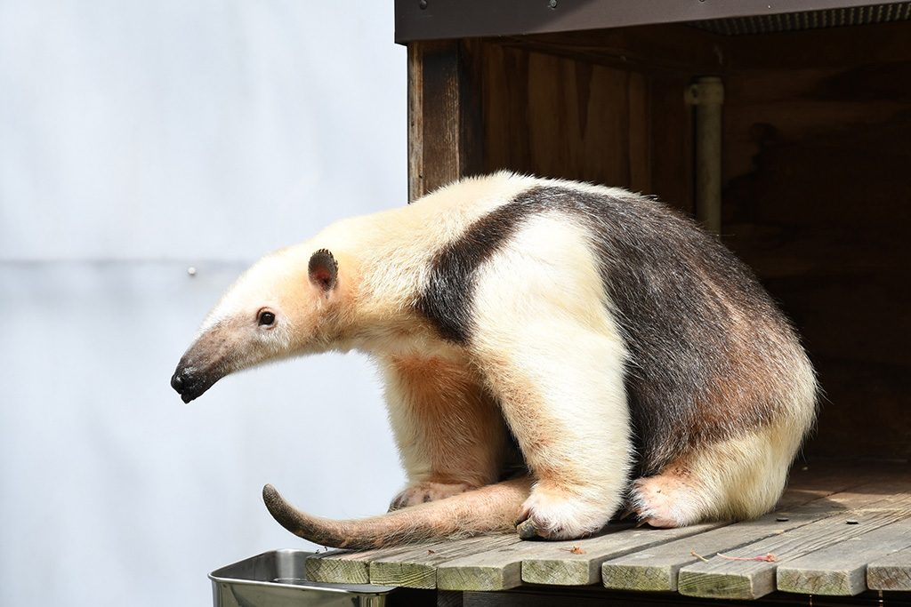ミナミコアリクイ/横浜市立野毛山動物園(神奈川県)