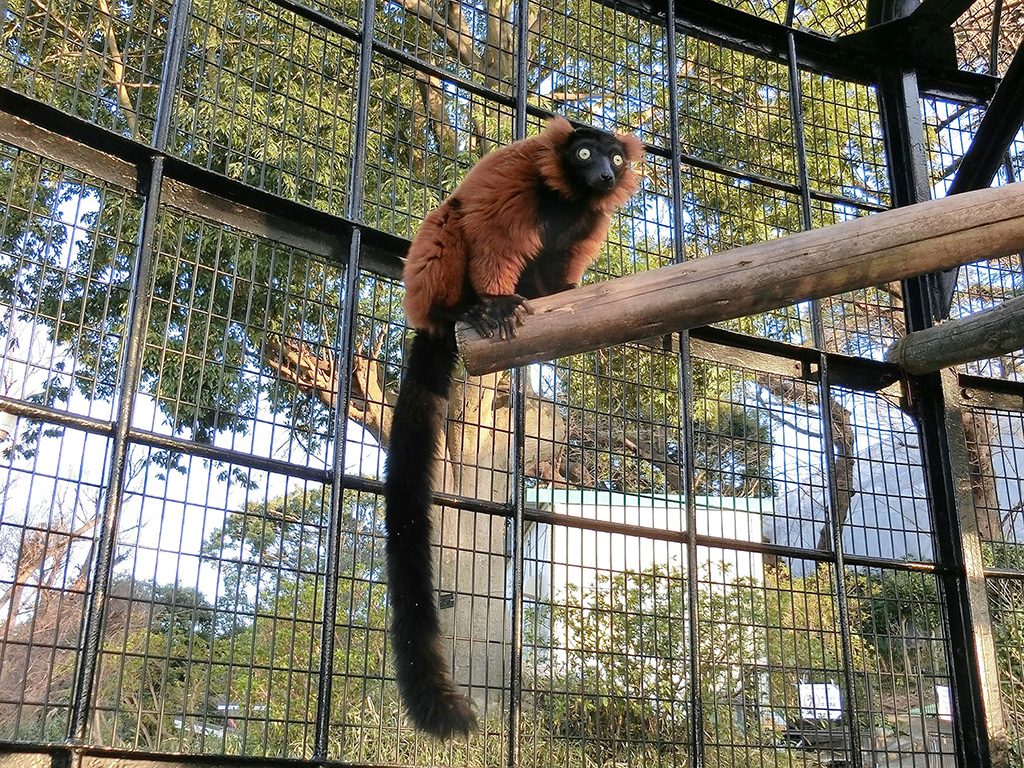 アカエリマキキツネザル/横浜市立野毛山動物園(神奈川県)