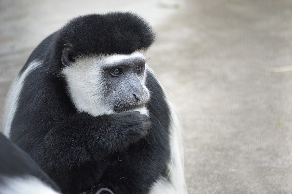 アビシニアコロブス/横浜市立野毛山動物園(神奈川県)