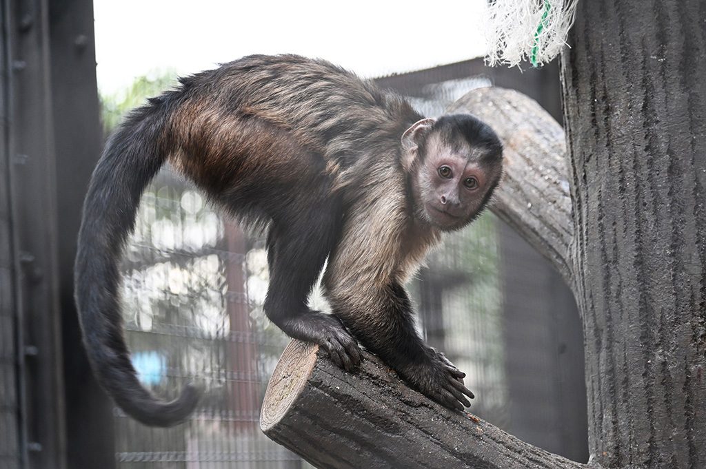 フサオマキザル/横浜市立野毛山動物園(神奈川県)