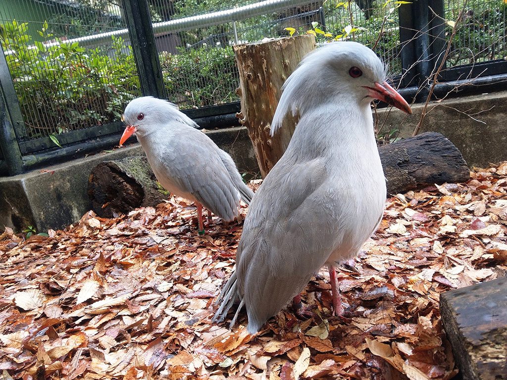カグー/横浜市立野毛山動物園(神奈川県)