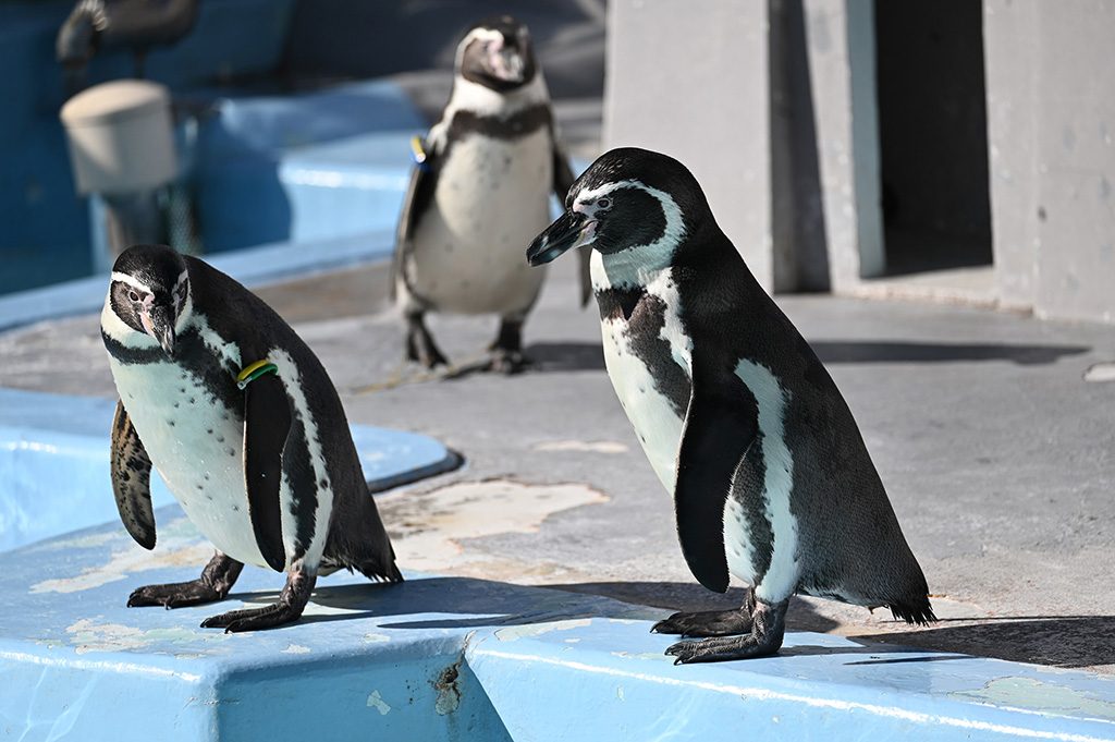 フンボルトペンギン/横浜市立野毛山動物園(神奈川県)