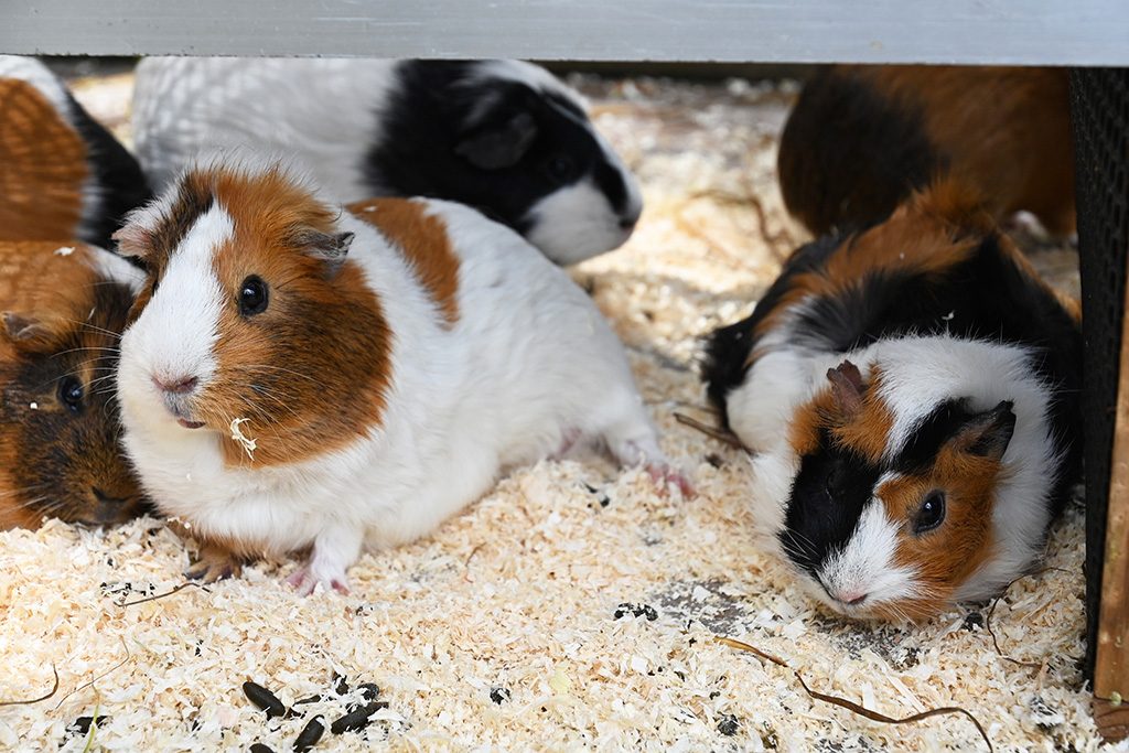 テンジクネズミ/横浜市立野毛山動物園(神奈川県)