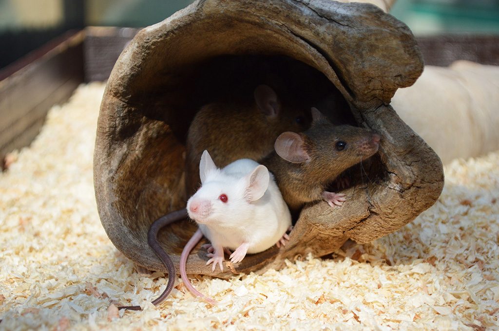 ハツカネズミ/横浜市立野毛山動物園(神奈川県)