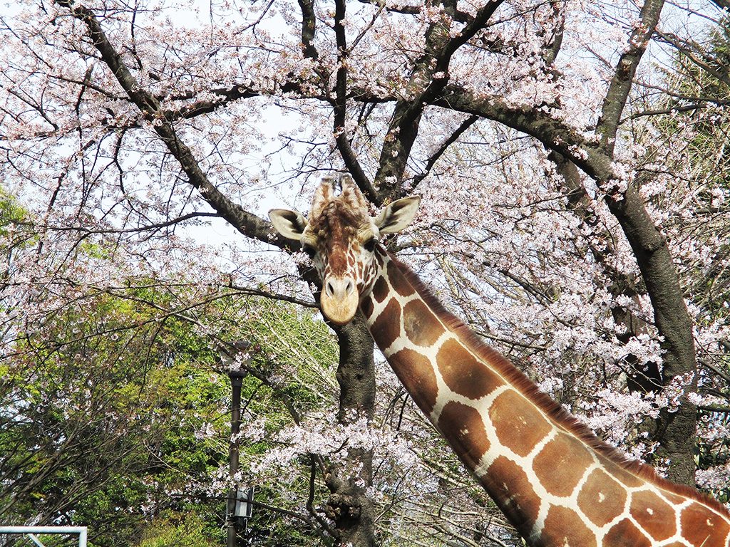 キリンとサクラ/横浜市立野毛山動物園(神奈川県)