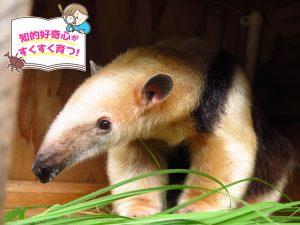 横浜市立野毛山動物園（神奈川県）は動物たちとの距離が近いから興味も好奇心もわいてくる