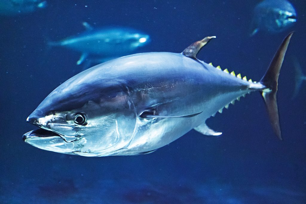 クロマグロ/東京都葛西臨海水族園（江戸川区）