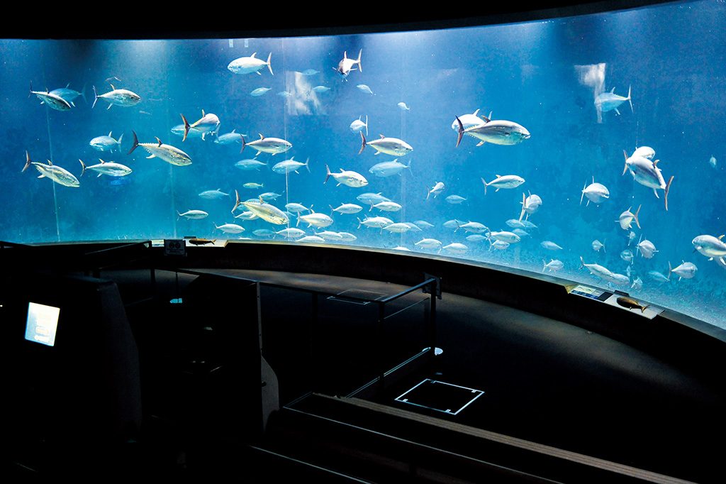 クロマグロが泳ぐ姿/東京都葛西臨海水族園（江戸川区）