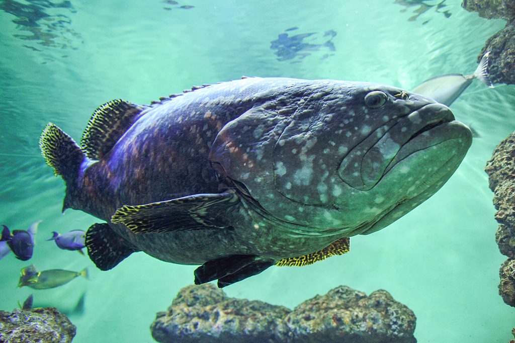 タマカイ/東京都葛西臨海水族園（江戸川区）