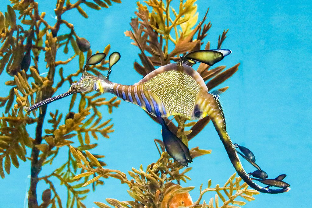 ウィーディシードラゴン/東京都葛西臨海水族園（江戸川区）